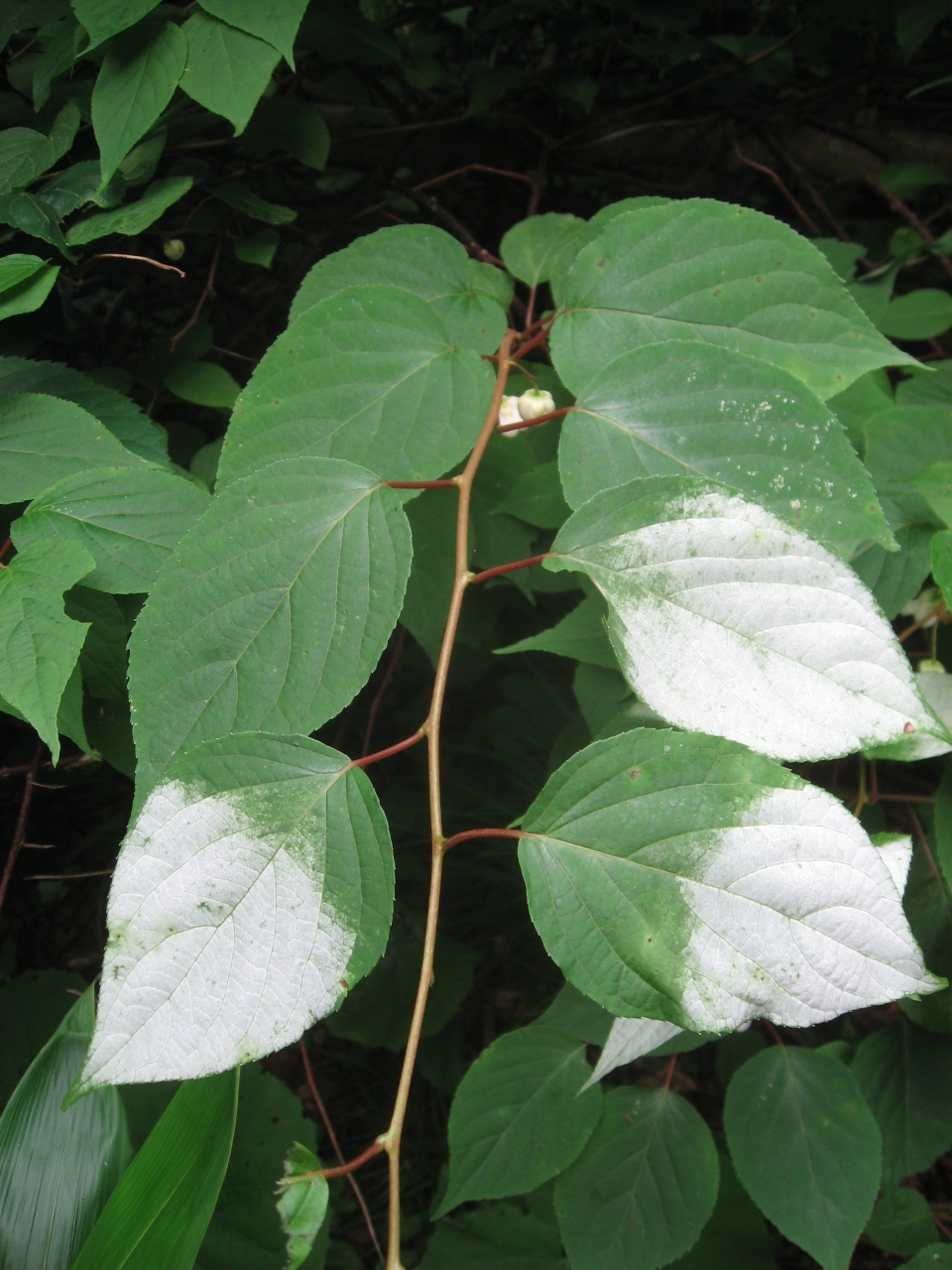 Actinidia polygama