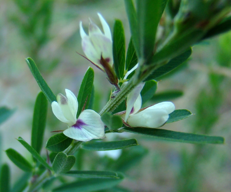 Lespedeza cuneata