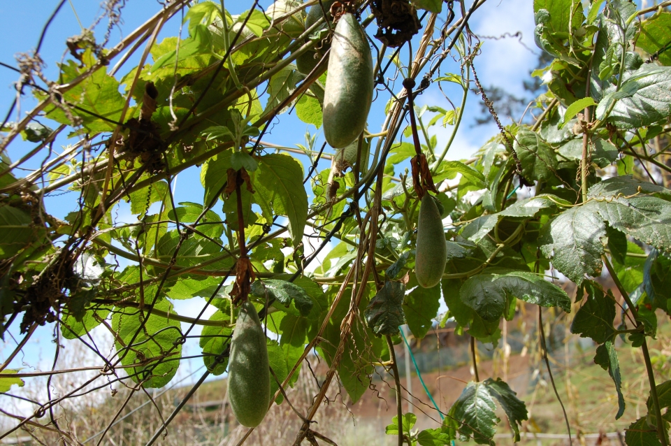 Passiflora x exoniensis