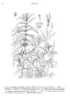 Mentha canadensis