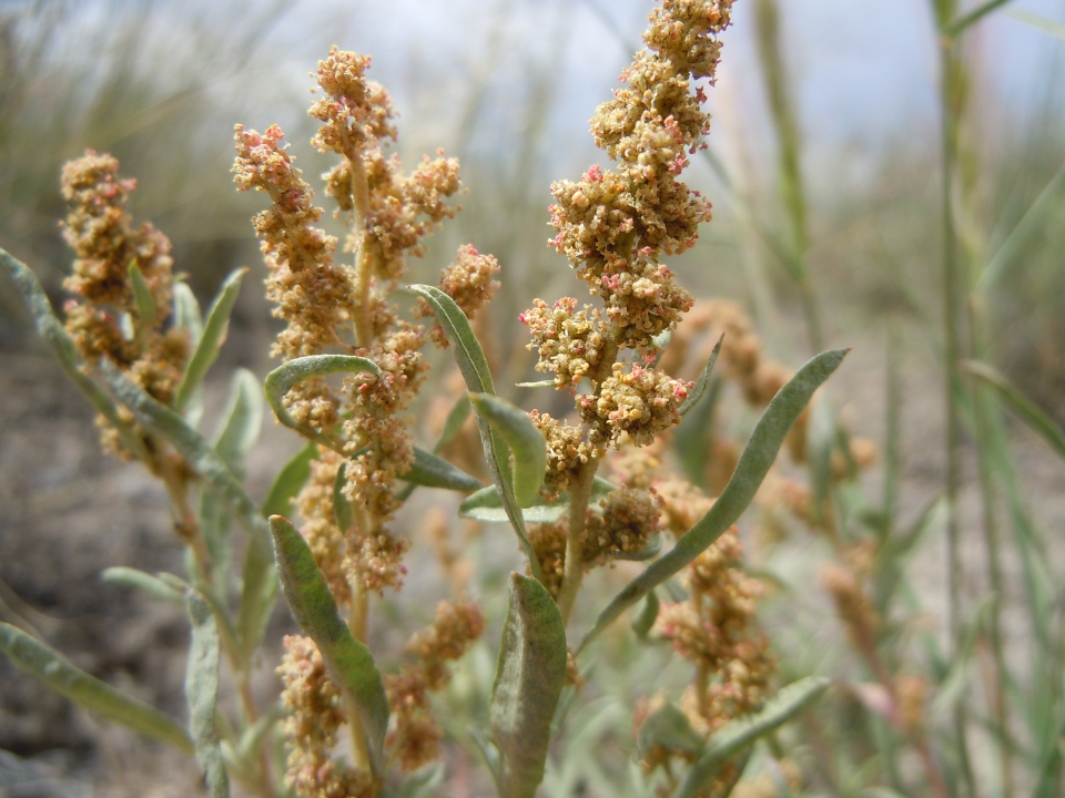 Atriplex gardneri