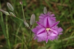 Thysanotus tuberosus