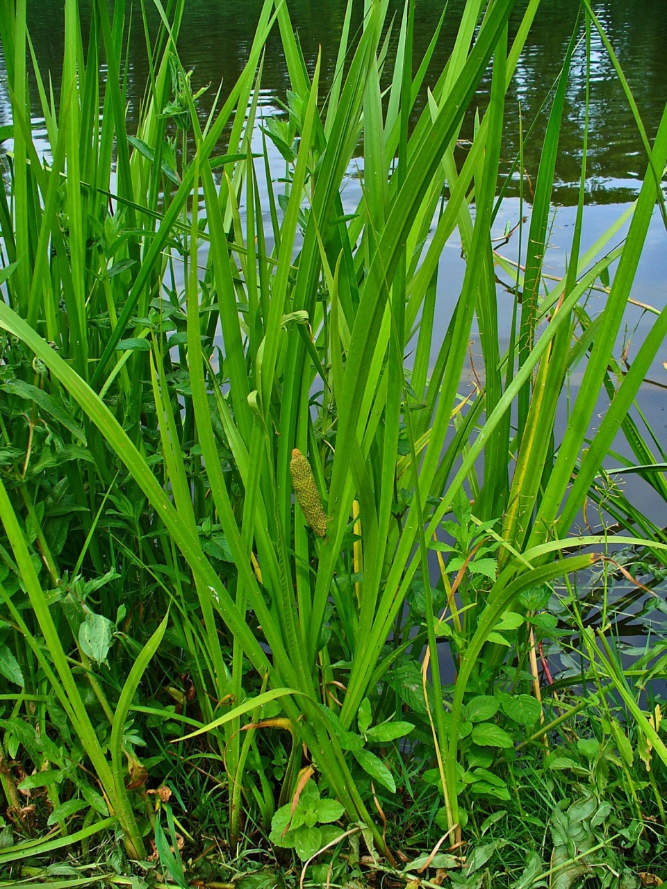 Acorus calamus angustatus