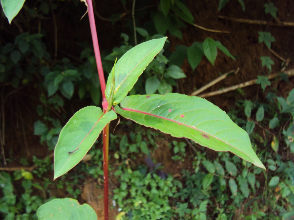 Persicaria chinensis