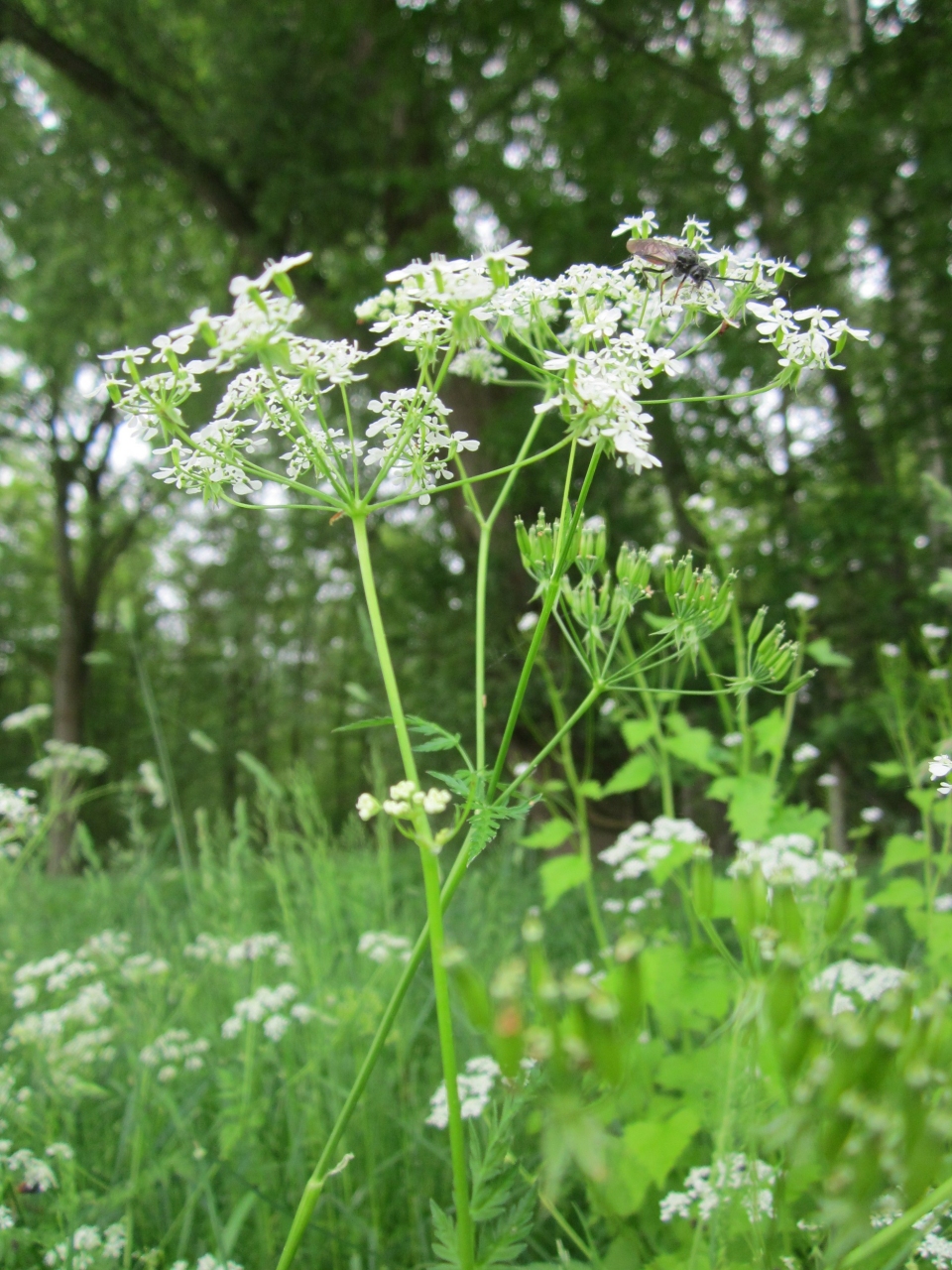 Anthriscus sylvestris