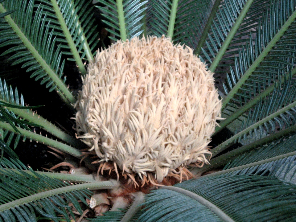 Cycas revoluta