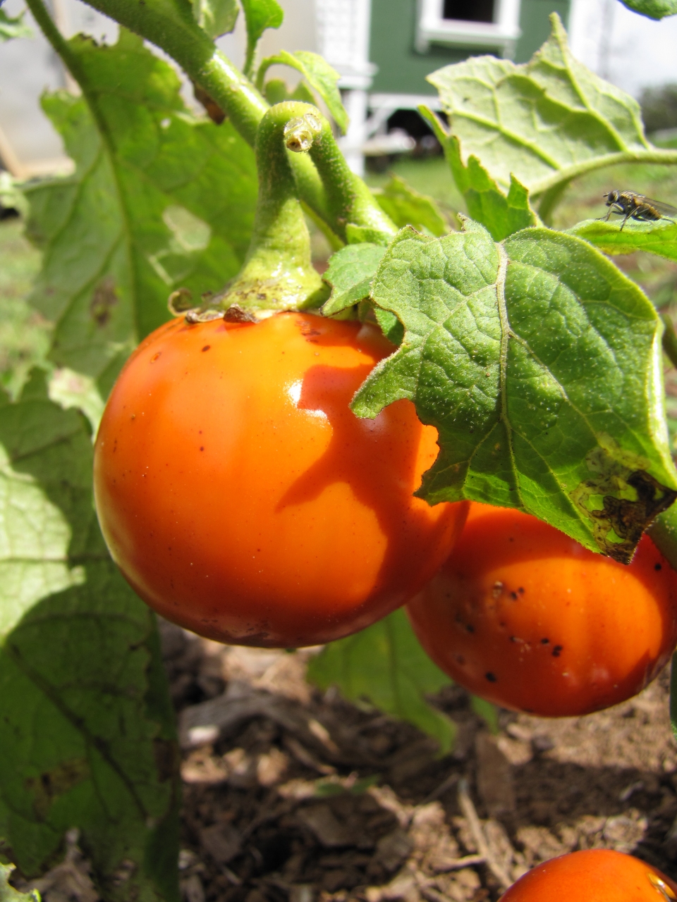 Solanum aethiopicum