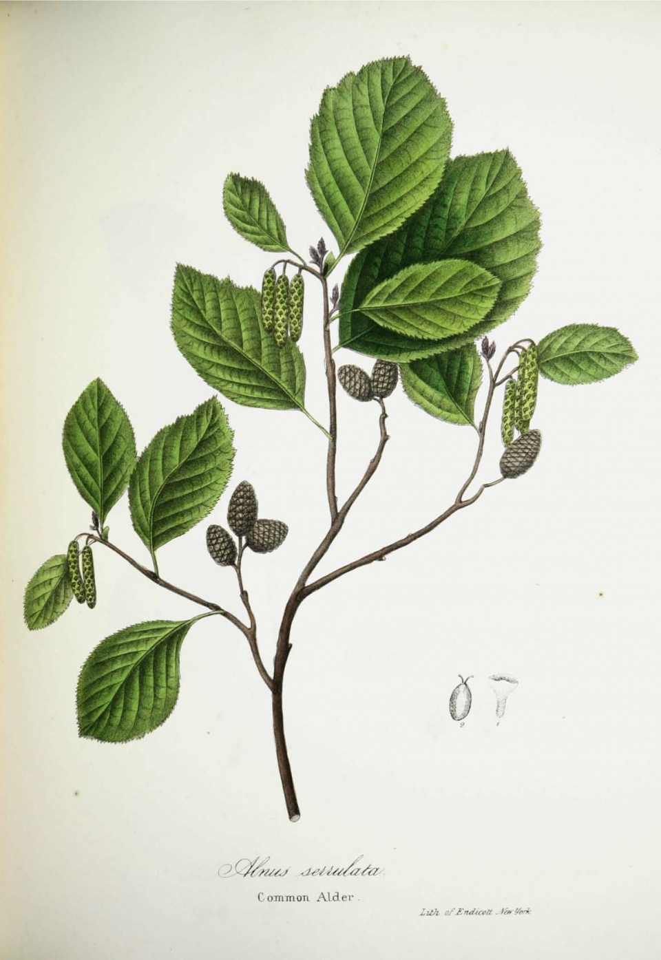 Alnus serrulata