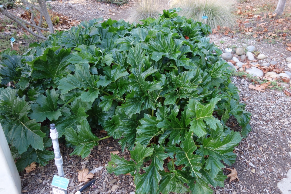 Acanthus mollis