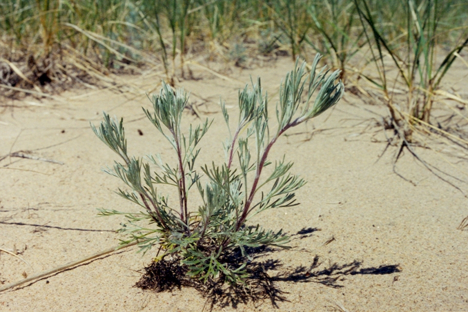 Artemisia campestris