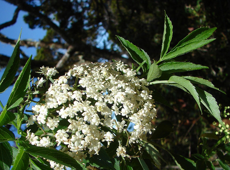 Sambucus javanica