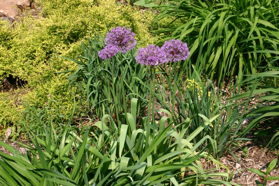 Allium aflatunense