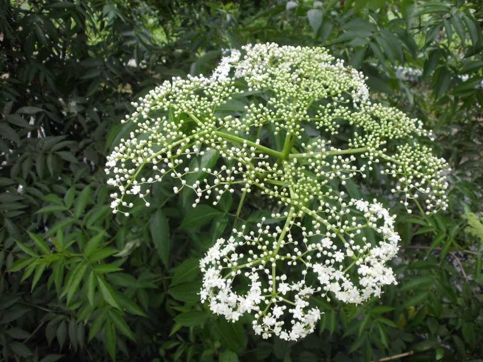 Sambucus javanica