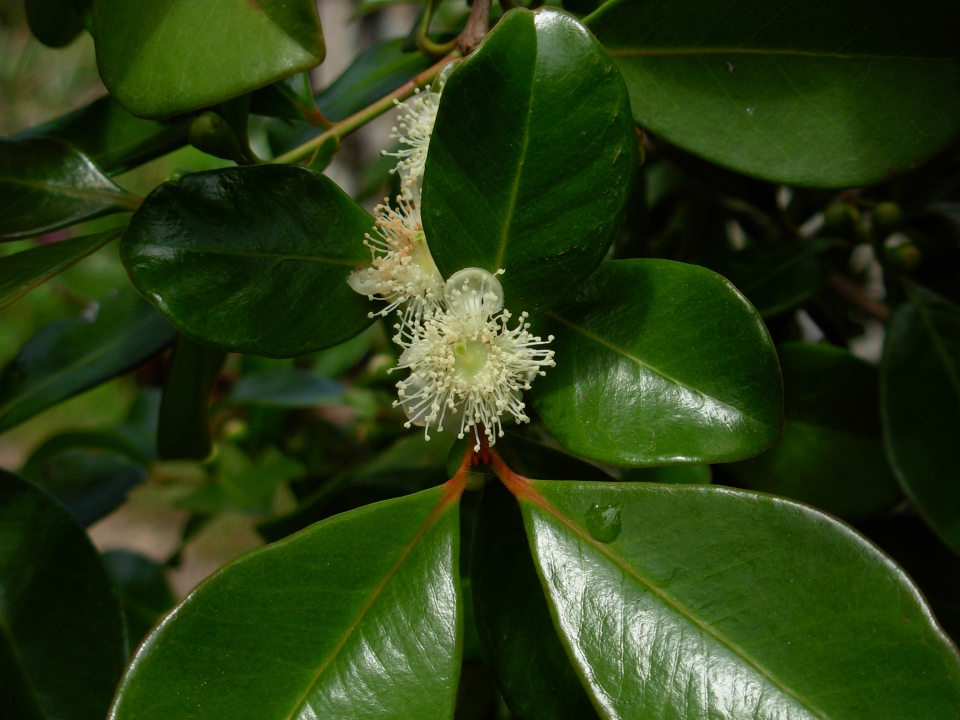 Psidium cattleianum