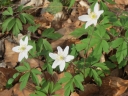 Anemone nemorosa