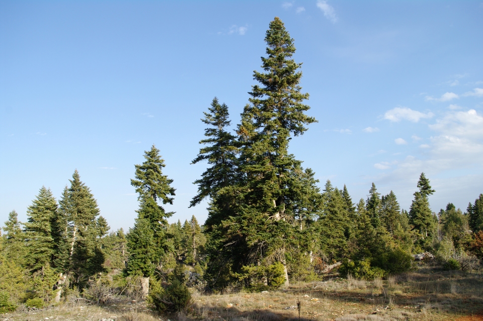 Abies cilicica