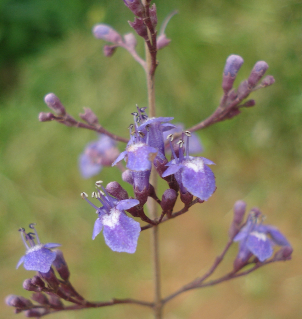 Vitex negundo