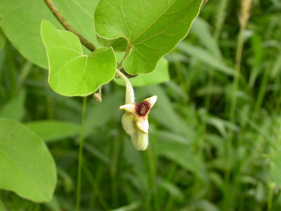 Aristolochia tomentosa