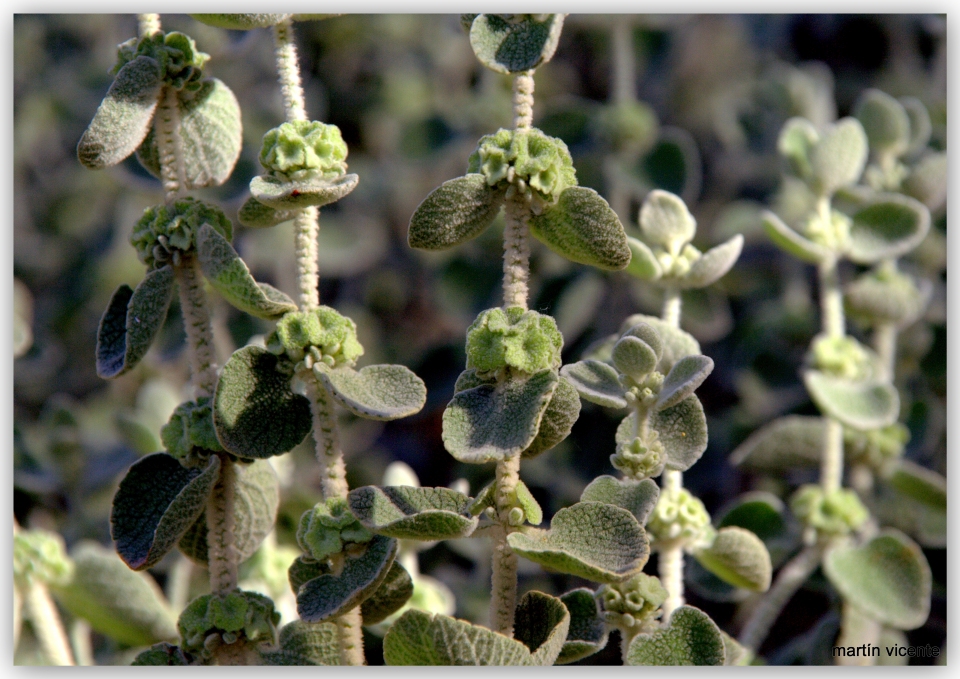 Ballota acetabulosa