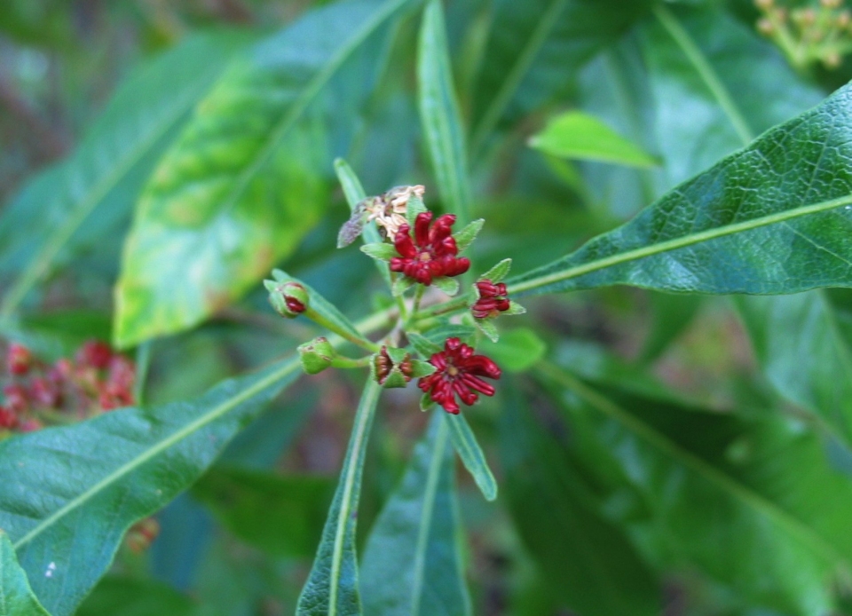 Dodonaea viscosa