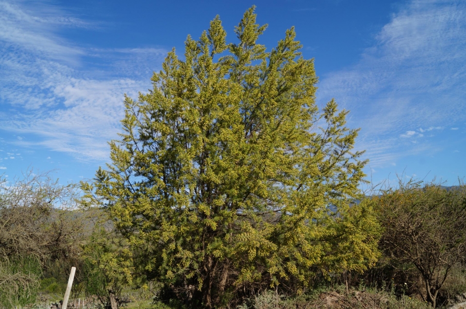 Salix humboldtiana