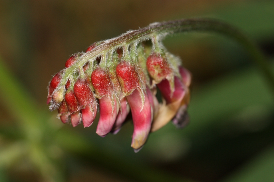 Vicia nigricans