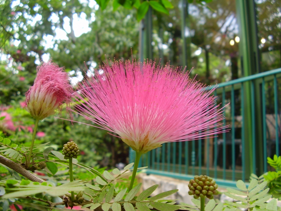 Albizia julibrissin