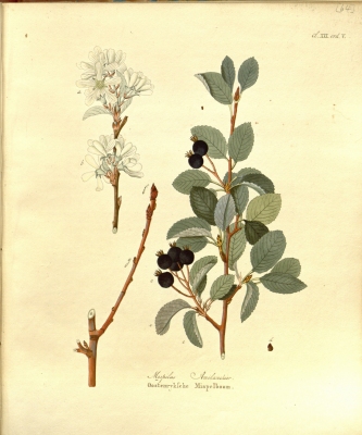 Amelanchier ovalis