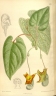 Aristolochia moupinensis