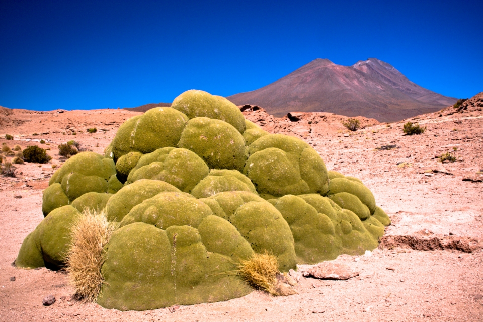 Azorella compacta