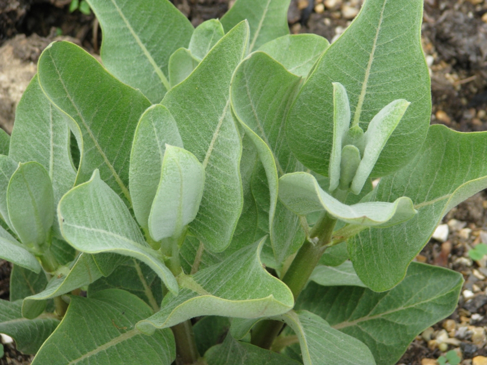 Asclepias speciosa