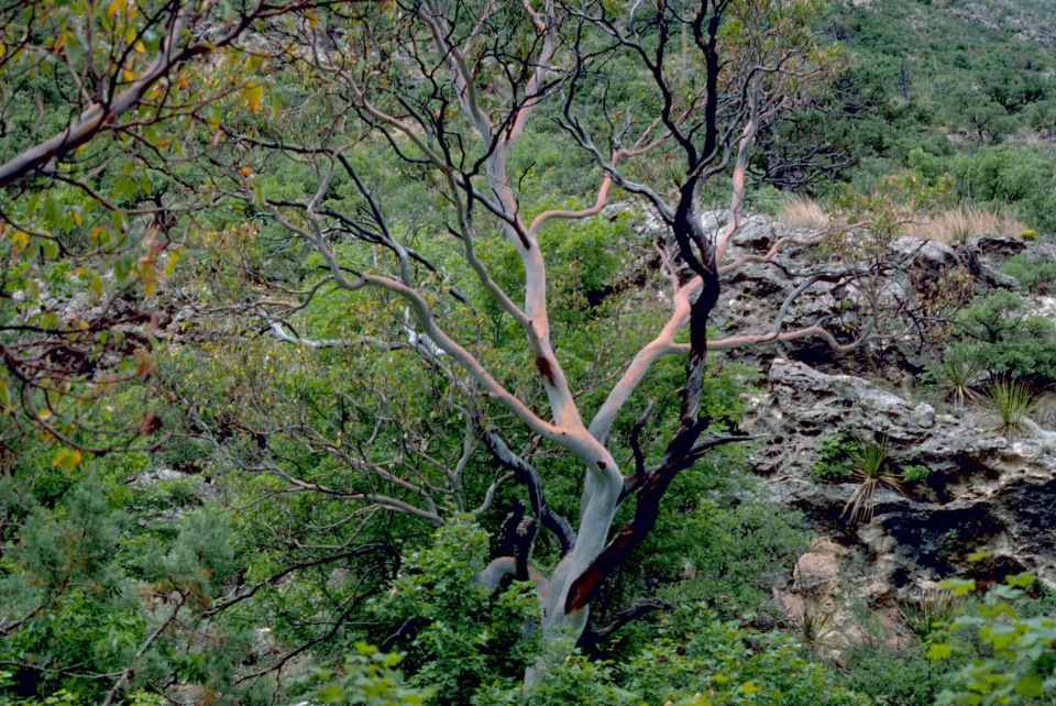 Arbutus xalapensis