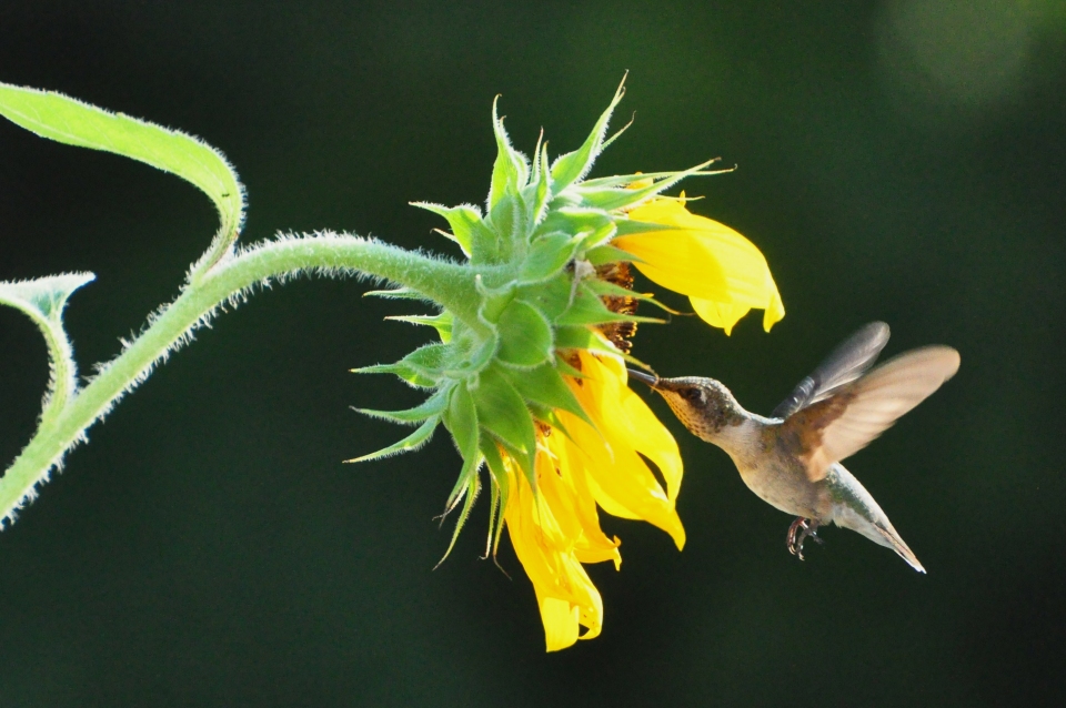 Helianthus annuus