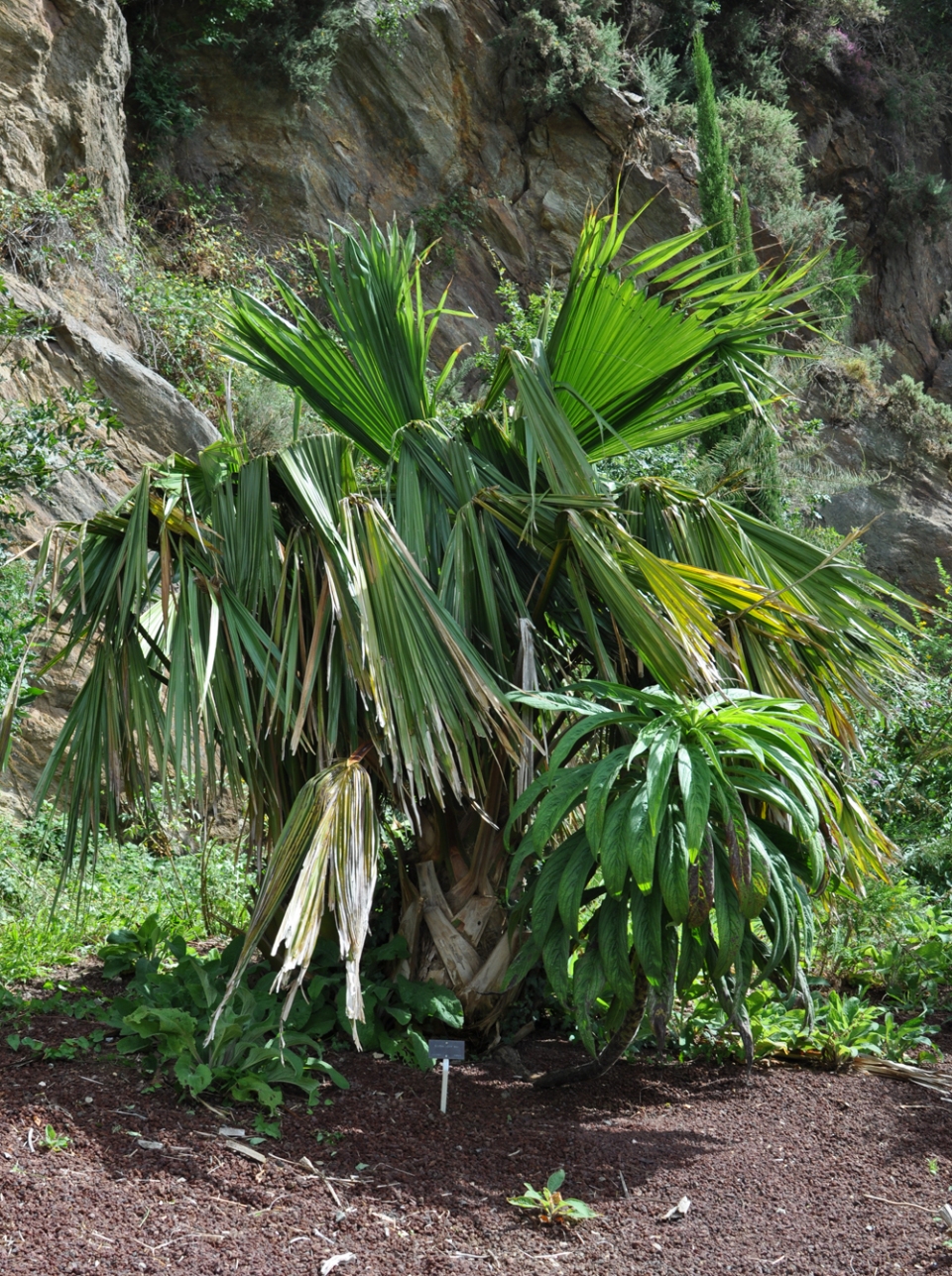 Brahea edulis