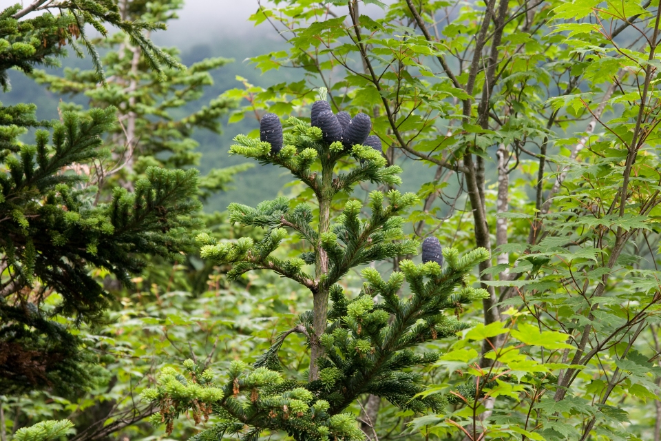 Abies mariesii