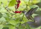 Salvia elegans