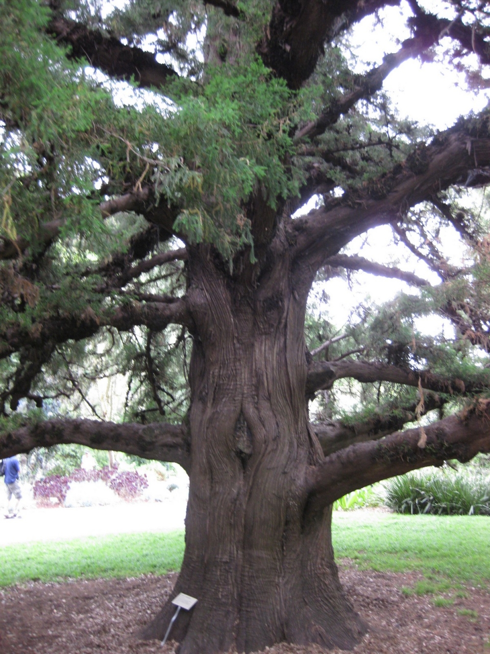 Juniperus bermudiana