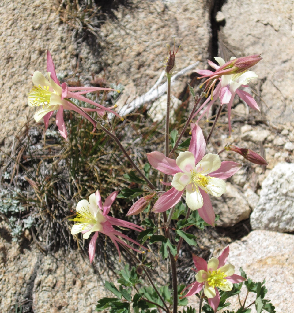 Aquilegia pubescens