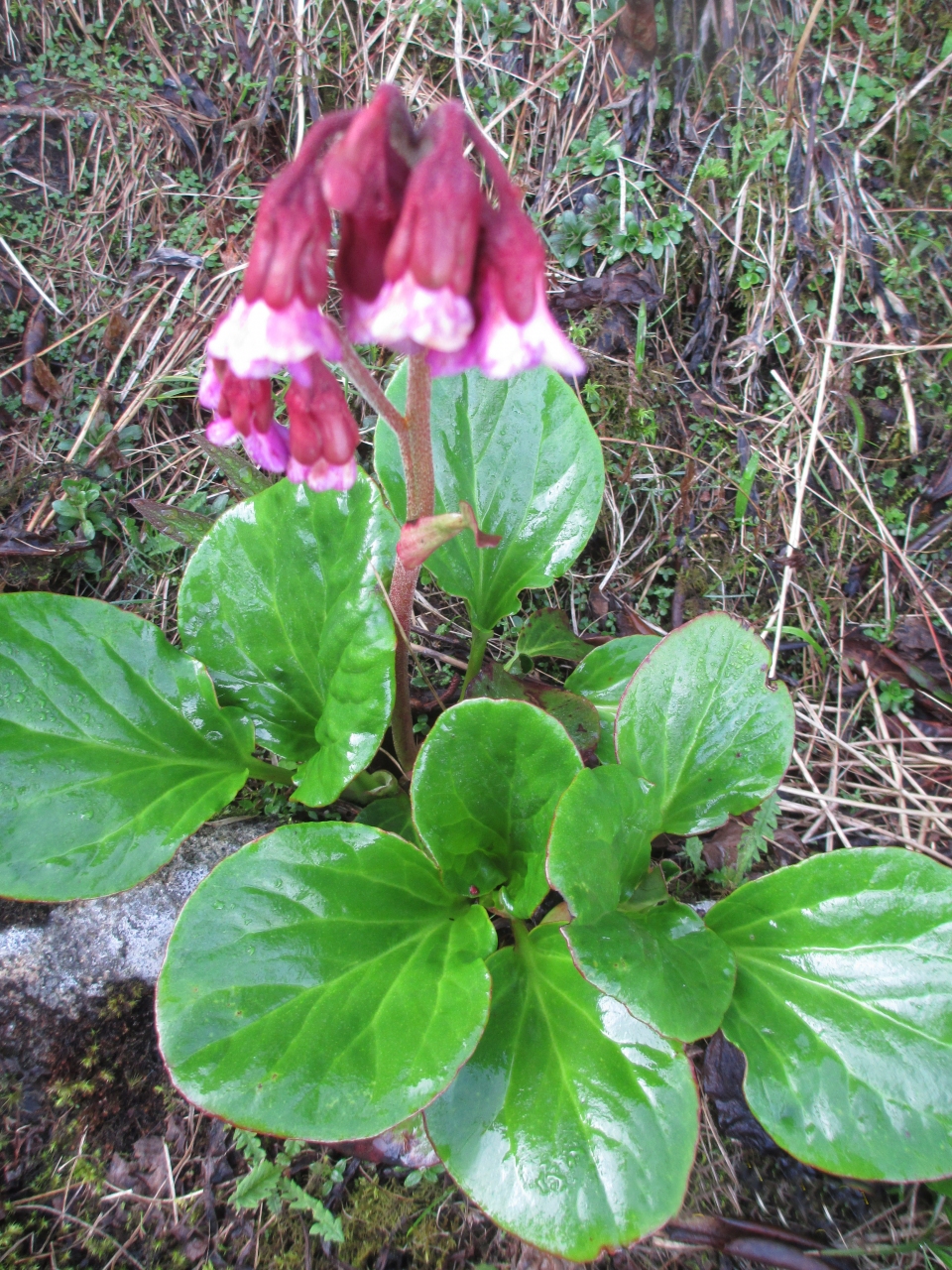 Bergenia purpurascens