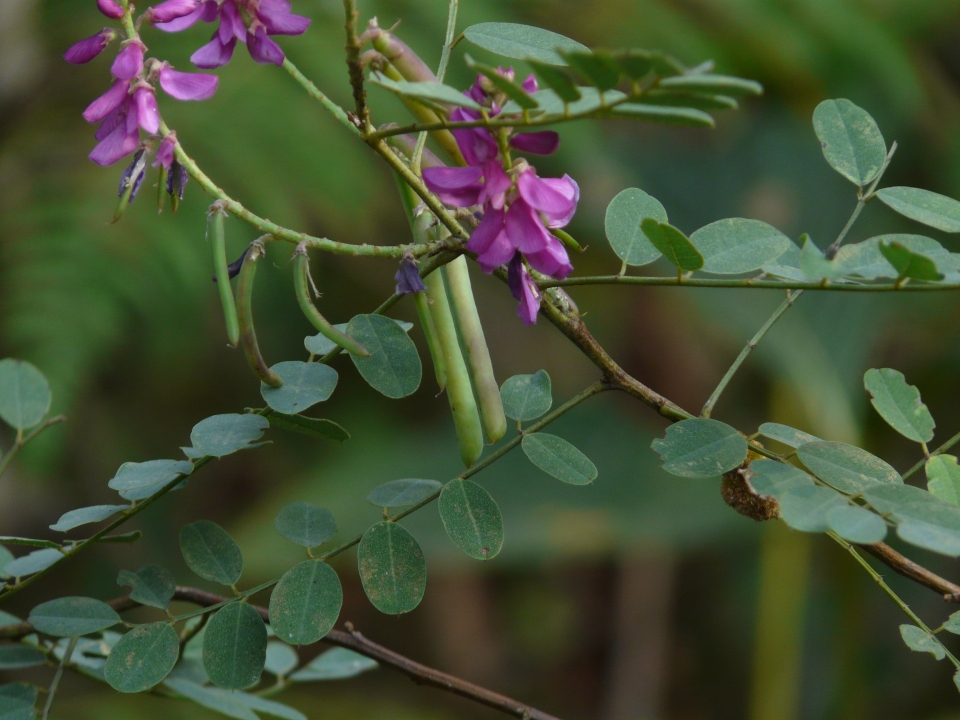 Indigofera cassioides