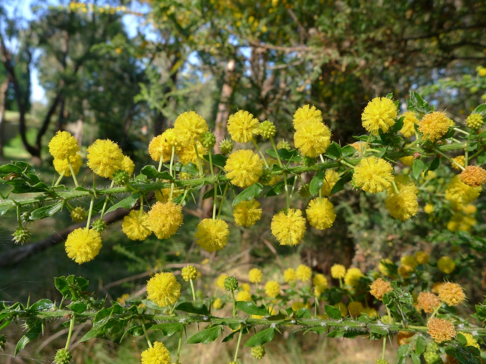 Acacia paradoxa