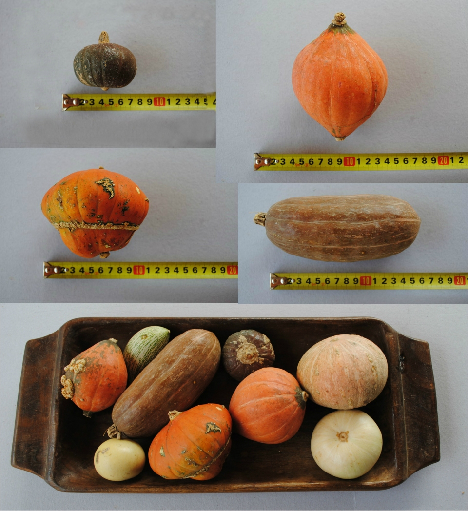 Cucurbita maxima