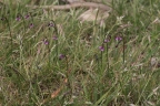 Arthropodium minus