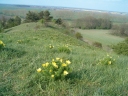 Adonis vernalis