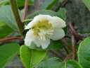 Actinidia chinensis