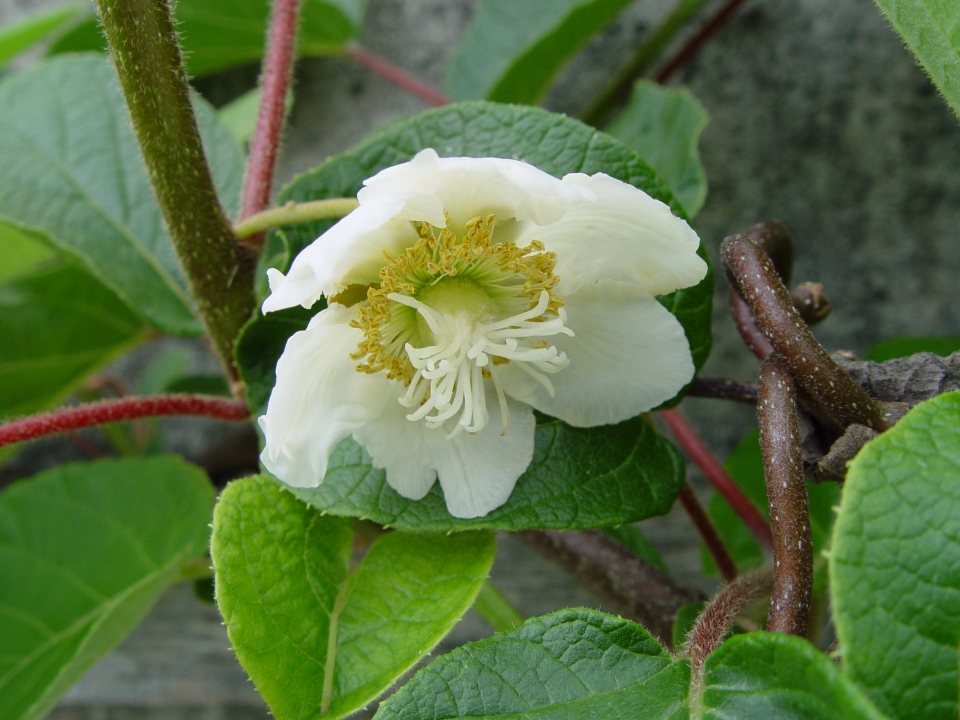 Actinidia chinensis