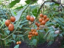 Solanum betaceum