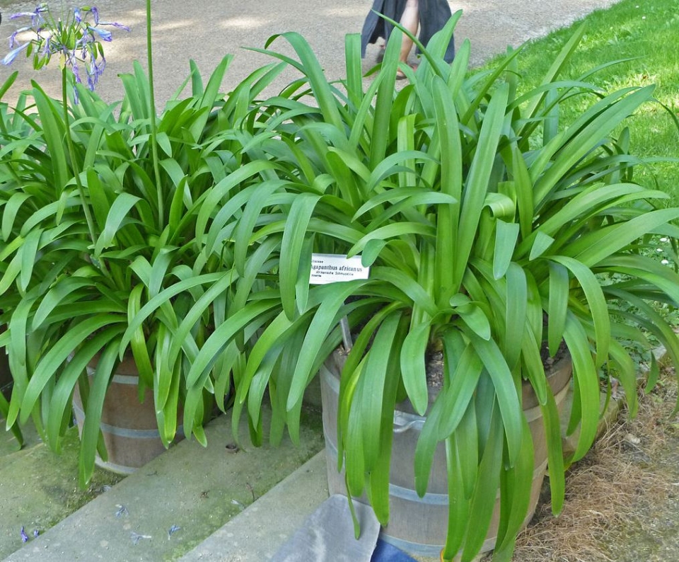 Agapanthus africanus