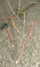 Arabidopsis lyrata