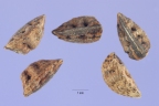 Asphodelus fistulosus